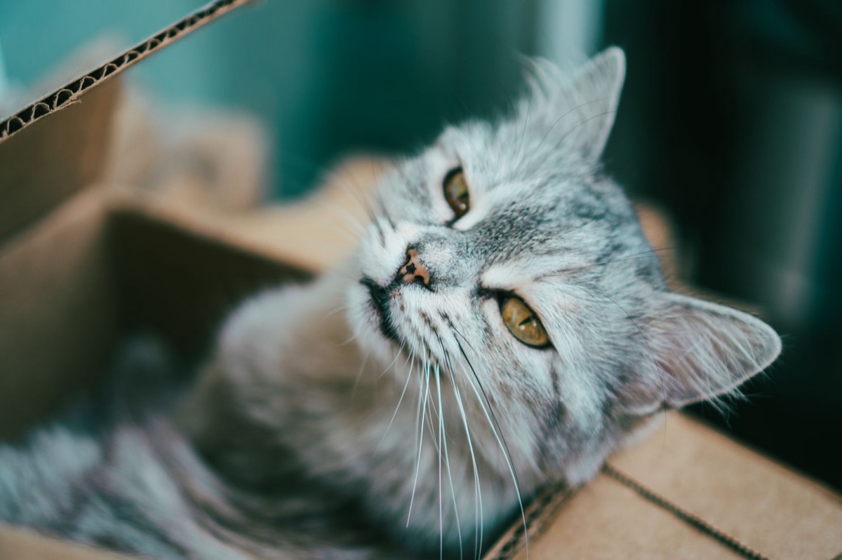 gato explorando un juguete de inteligencia