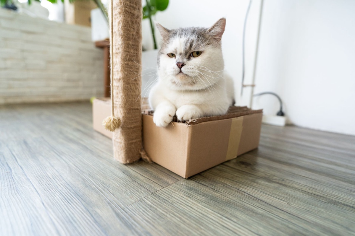 Un chat grimpant sur un arbre à chat pour l'enrichissement de son environnement.