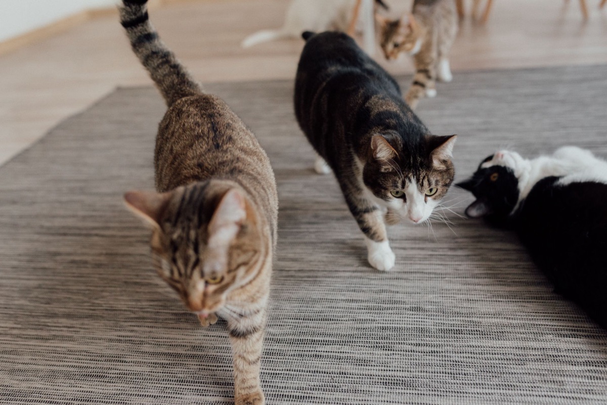 Un chat utilisant un distributeur de friandises interactif pour la stimulation mentale.