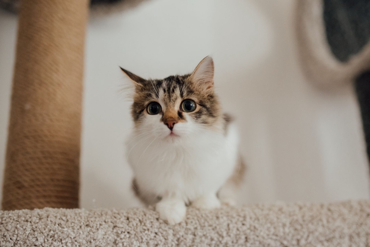 Gatto che salta su una struttura a più livelli