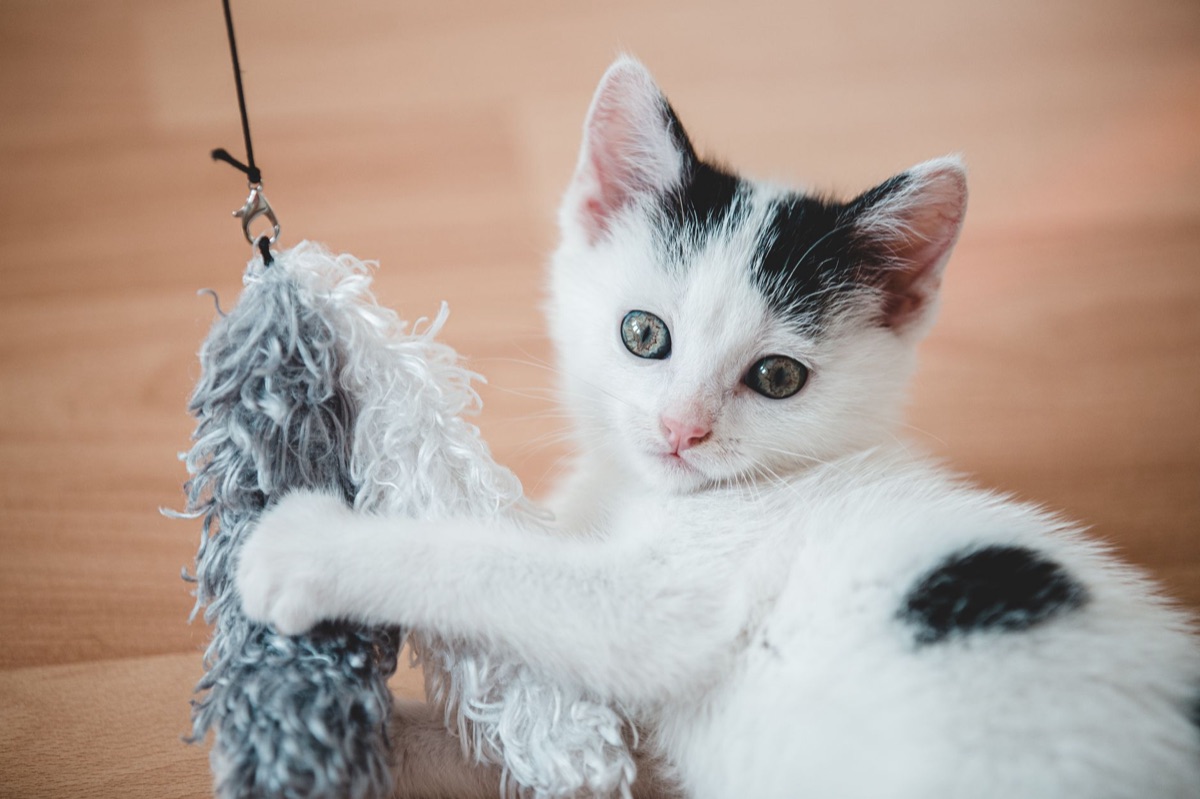 Gatto che gioca con un gioco interattivo