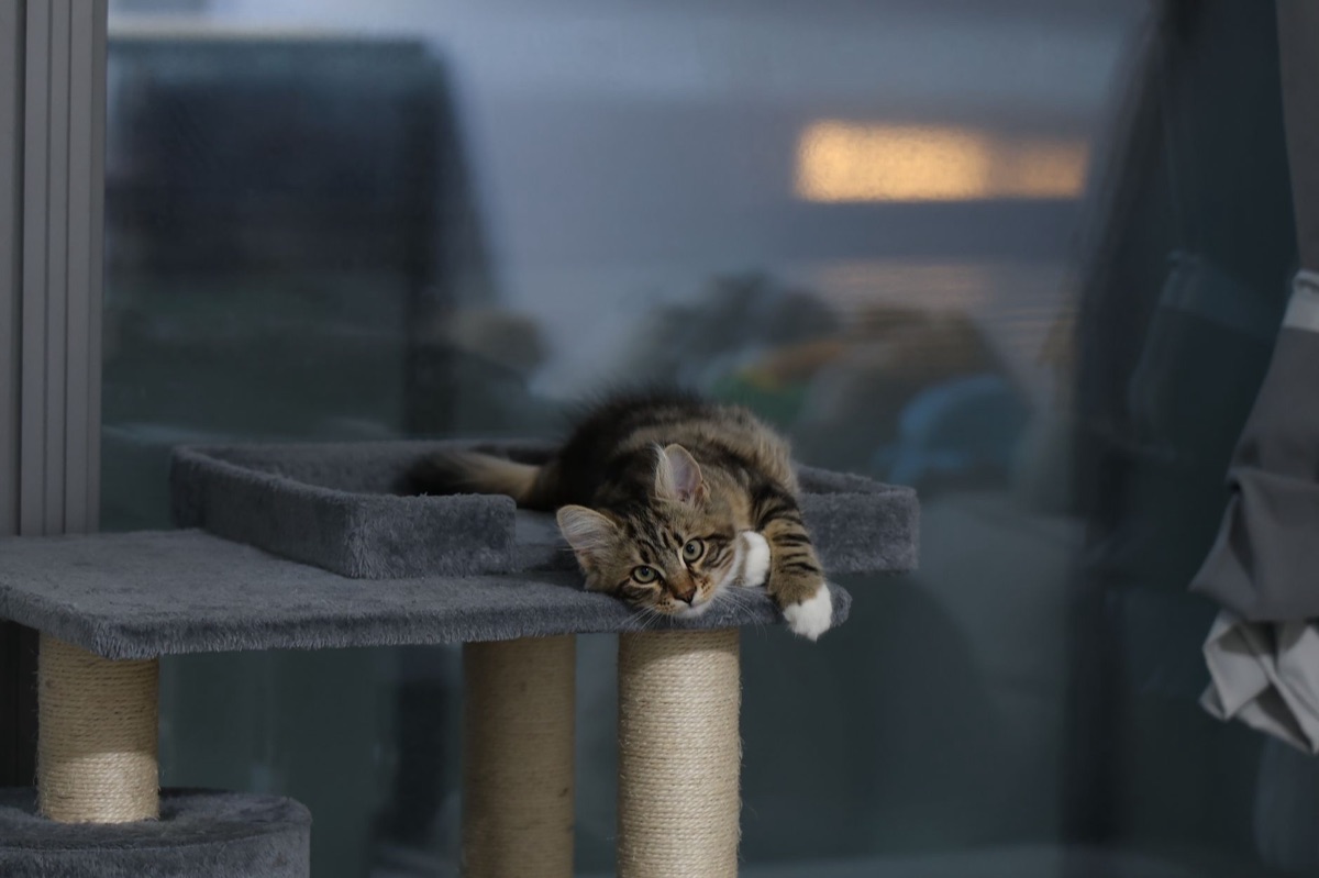 室内にある背の高いキャットタワー