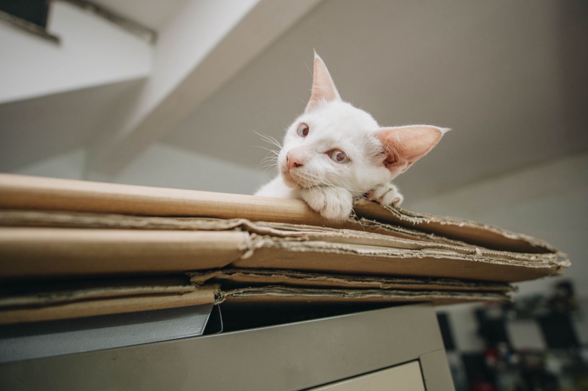 段ボールの爪とぎで遊ぶ猫