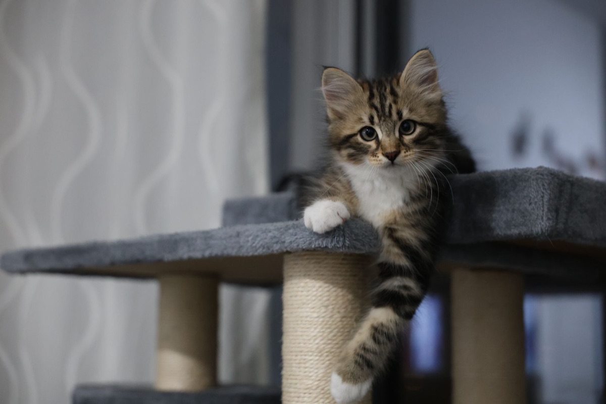 Gato escalando um arranhador vertical