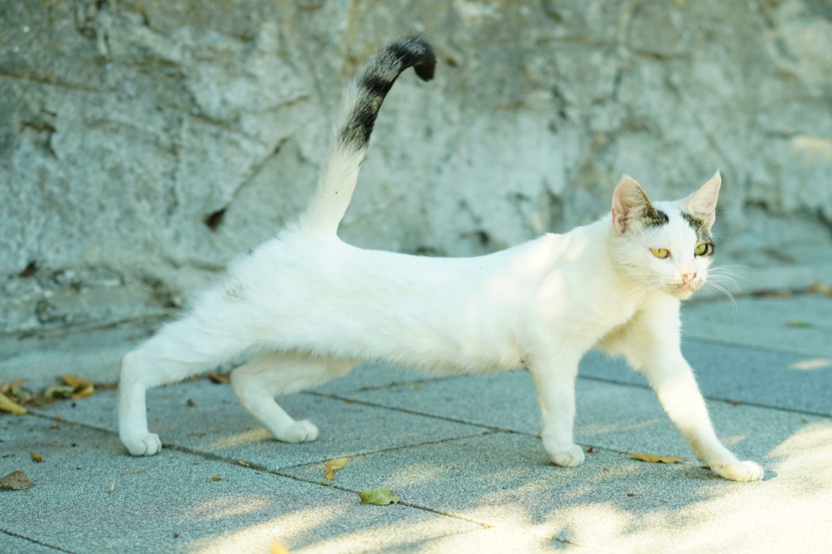 Katze dehnt sich langsam