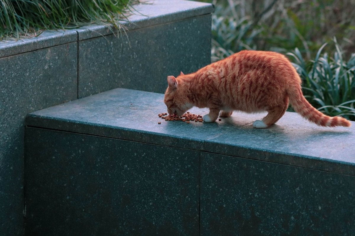 Comida especializada para gato mayor