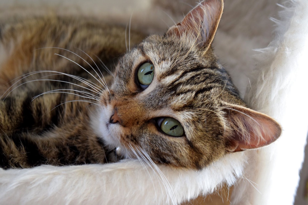 Estiramiento suave de gato anciano