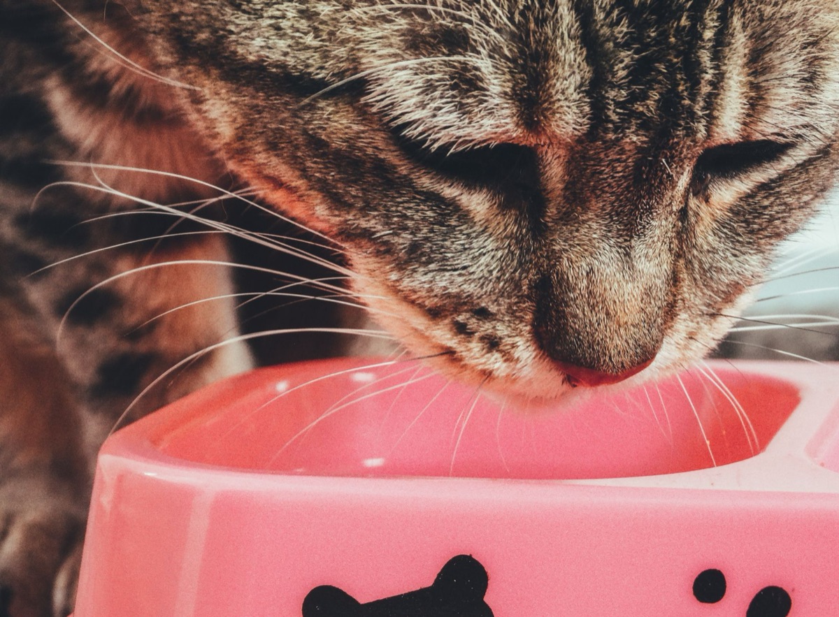 Nourriture pour chat âgé