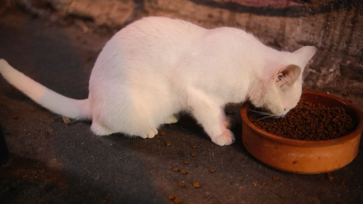Cibo specifico per gatto anziano