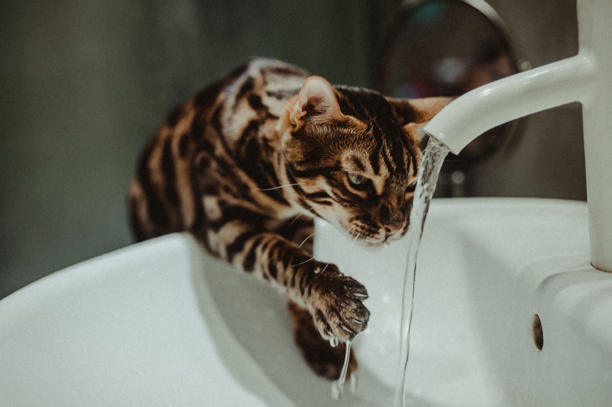 Hydratatie voor oudere kat