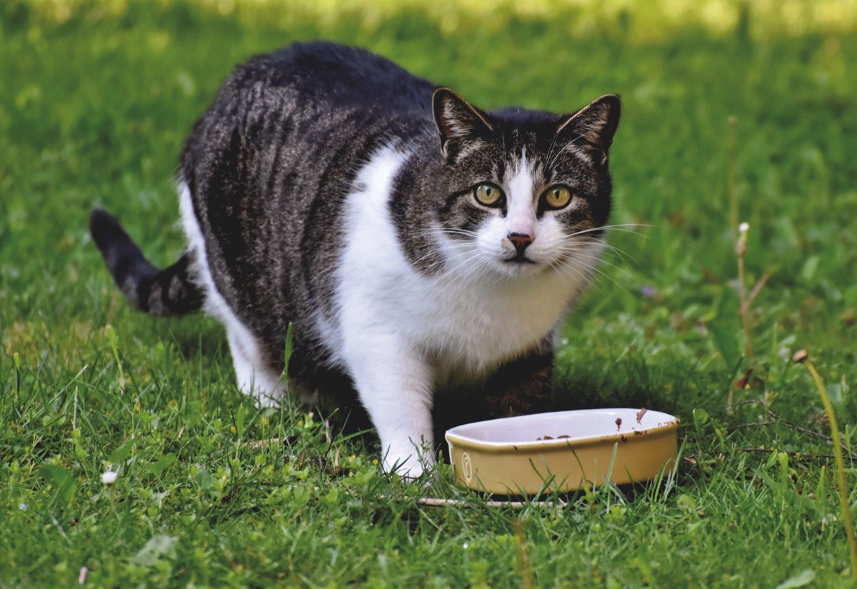 Comparação de rações para gatos idosos