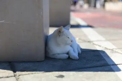 Neues Kätzchen einleben: Beste Vorbereitung für neue Katze