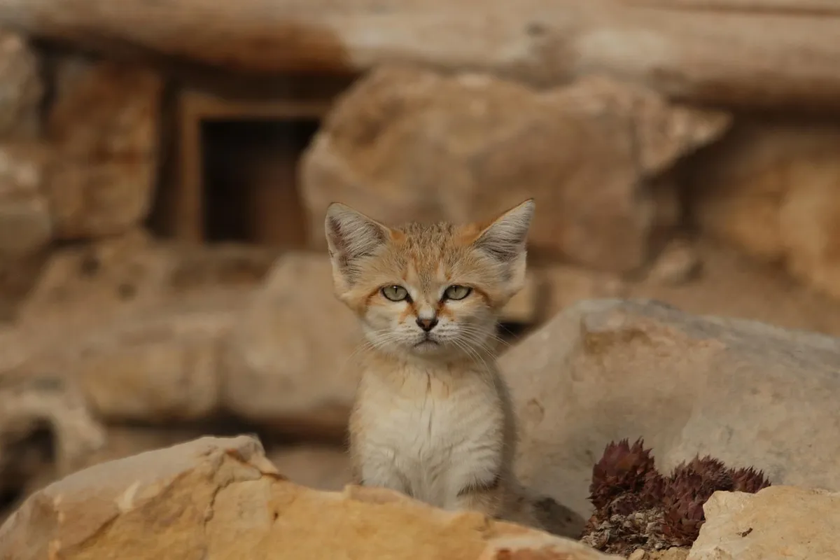 animals, pet, felines, cat, sand cat, nature, adaptation, sahara, animal, arabian peninsula, breeding program, zoo, lumigny