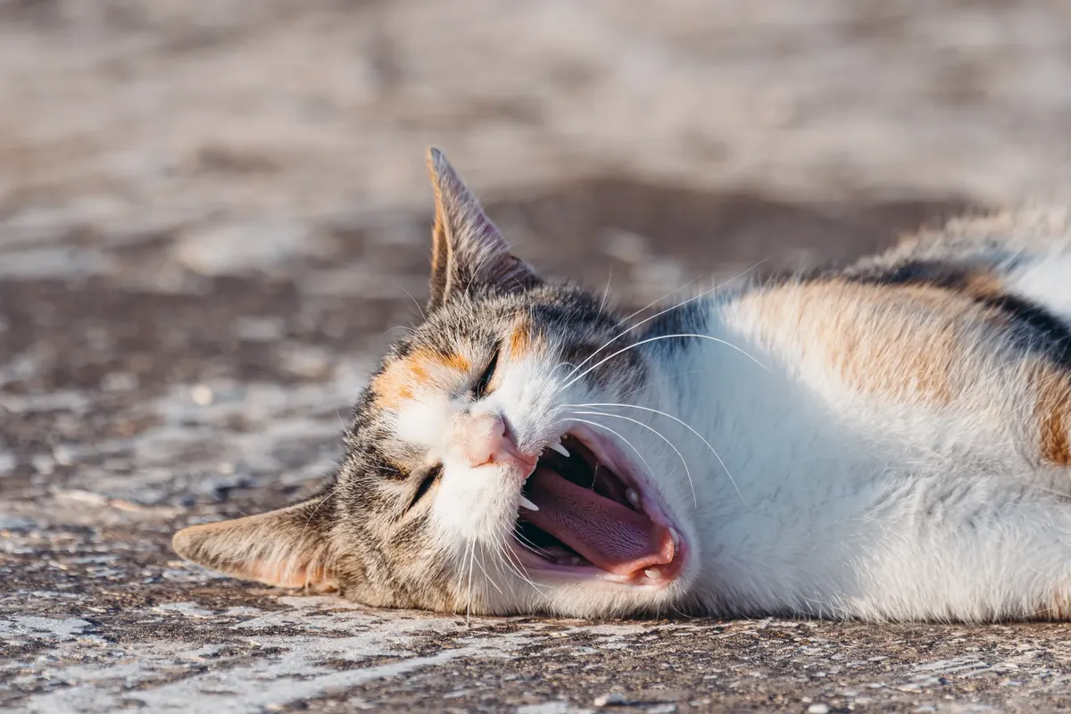 A calico cat yawns while lying on a sunlit surface outdoors, showing comfort and playfulness.