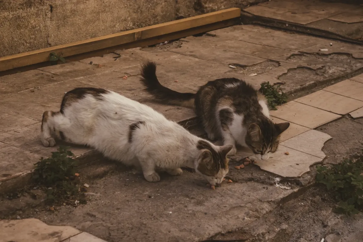 Two stray cats scavenging for food on an urban pavement, showcasing street life details.