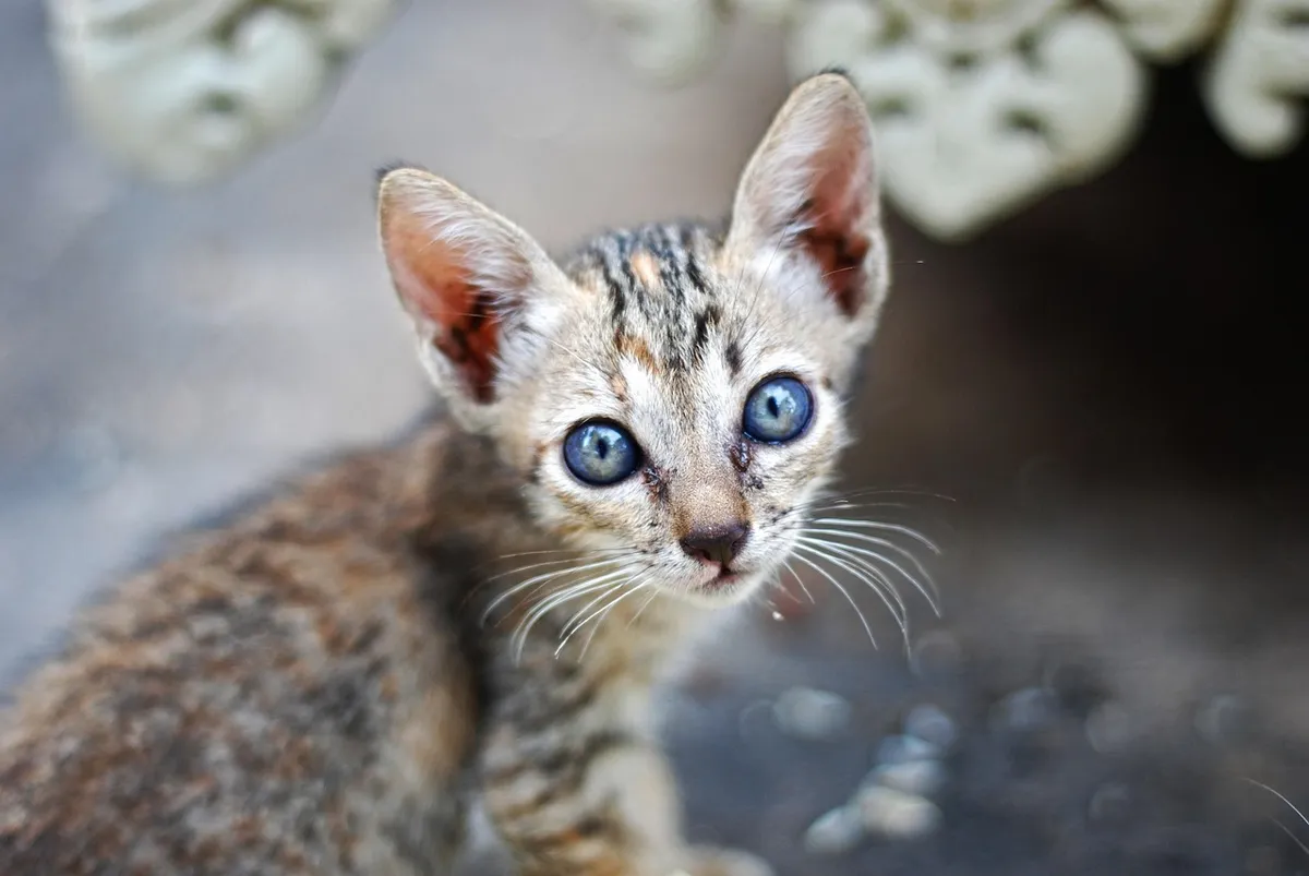 cat, nature, kitten, pet, young cat, stray cat, street cat, feral cat, animal, domestic cat, blue eyes, feline, mammal, close up