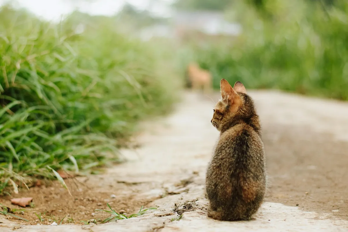 cat, stray cat, animal, pet, street cat, feral cat, domestic cat, feline, mammal, nature, fur, backview