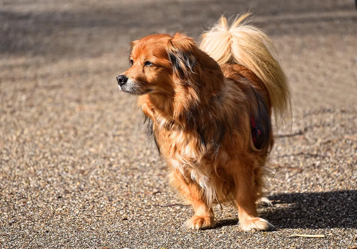 dog, animal, mammal, canine, little dog, nature, long haired dog, pet, domestic, breed, pedigree, standing, sunny, brown dog, brown pets