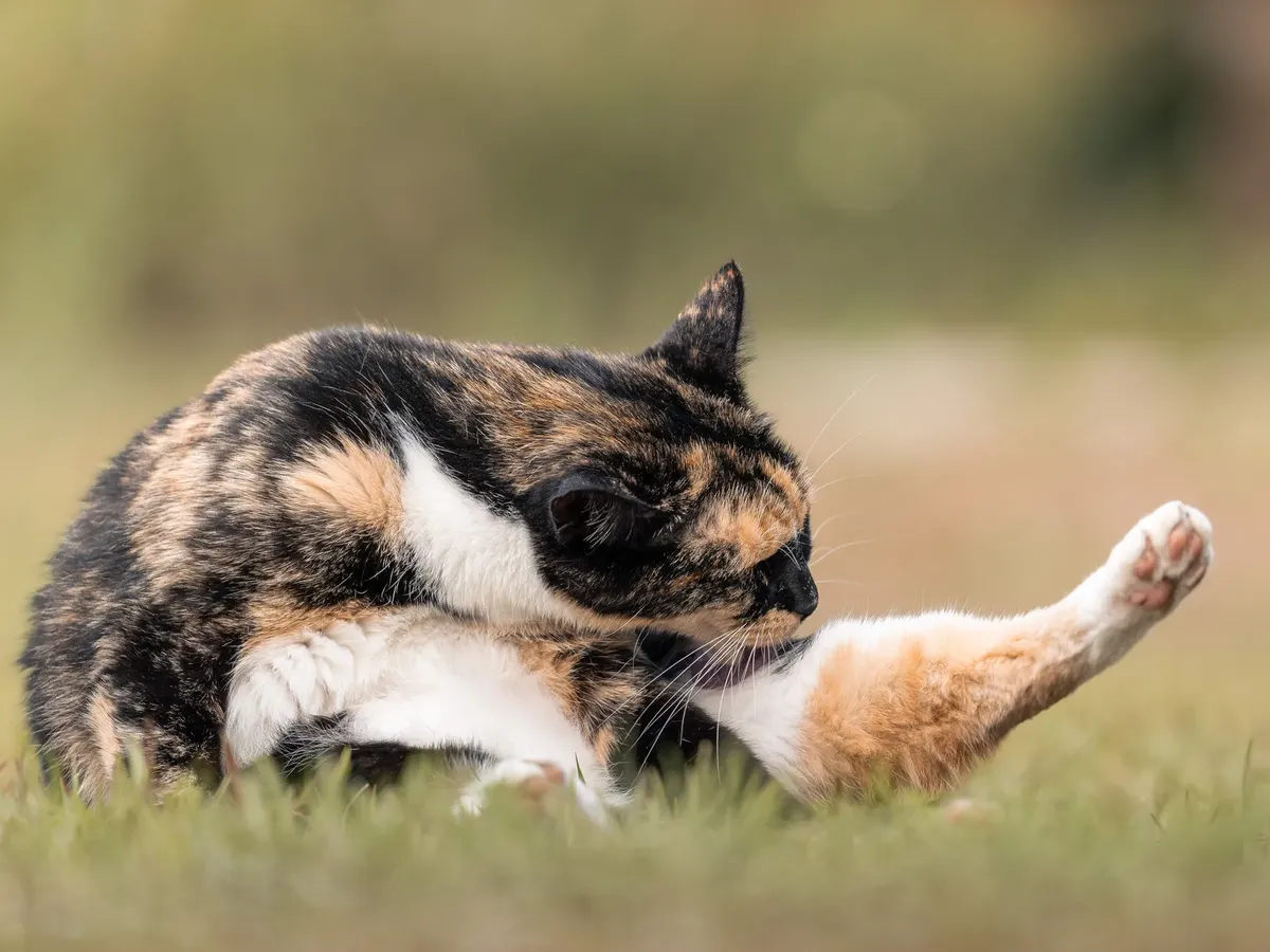 A calico cat cleaning itself outdoors on a grassy field during daylight, showcasing natural feline behavior.