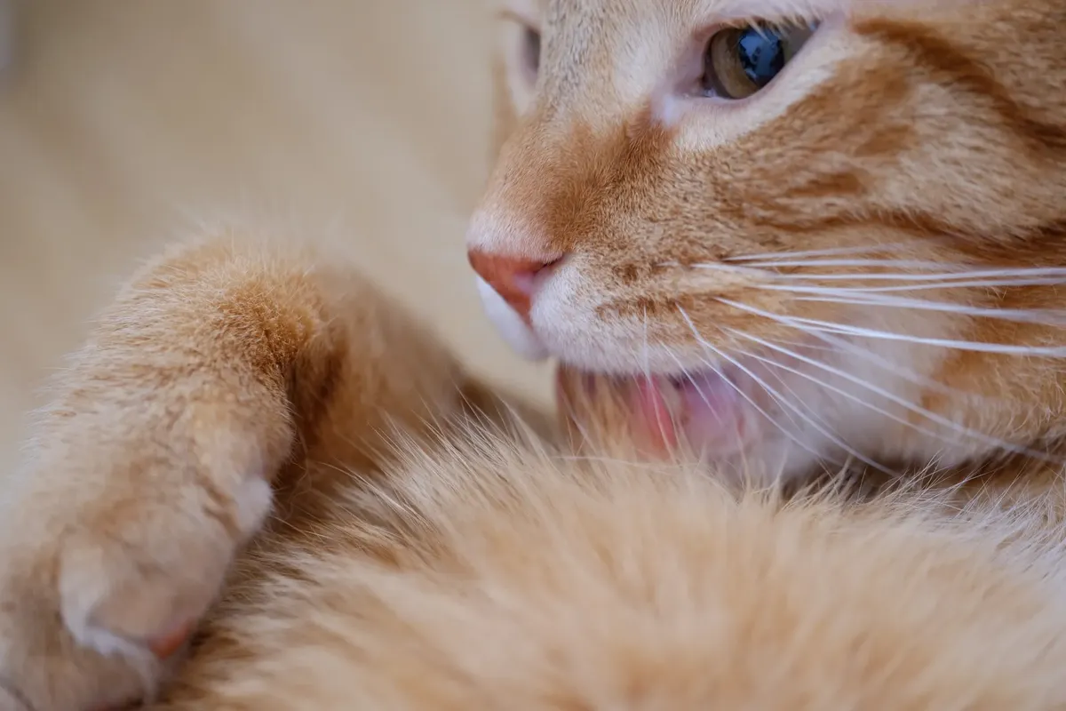 Detailed close-up of a ginger tabby cat grooming itself, highlighting soft fur and whiskers.