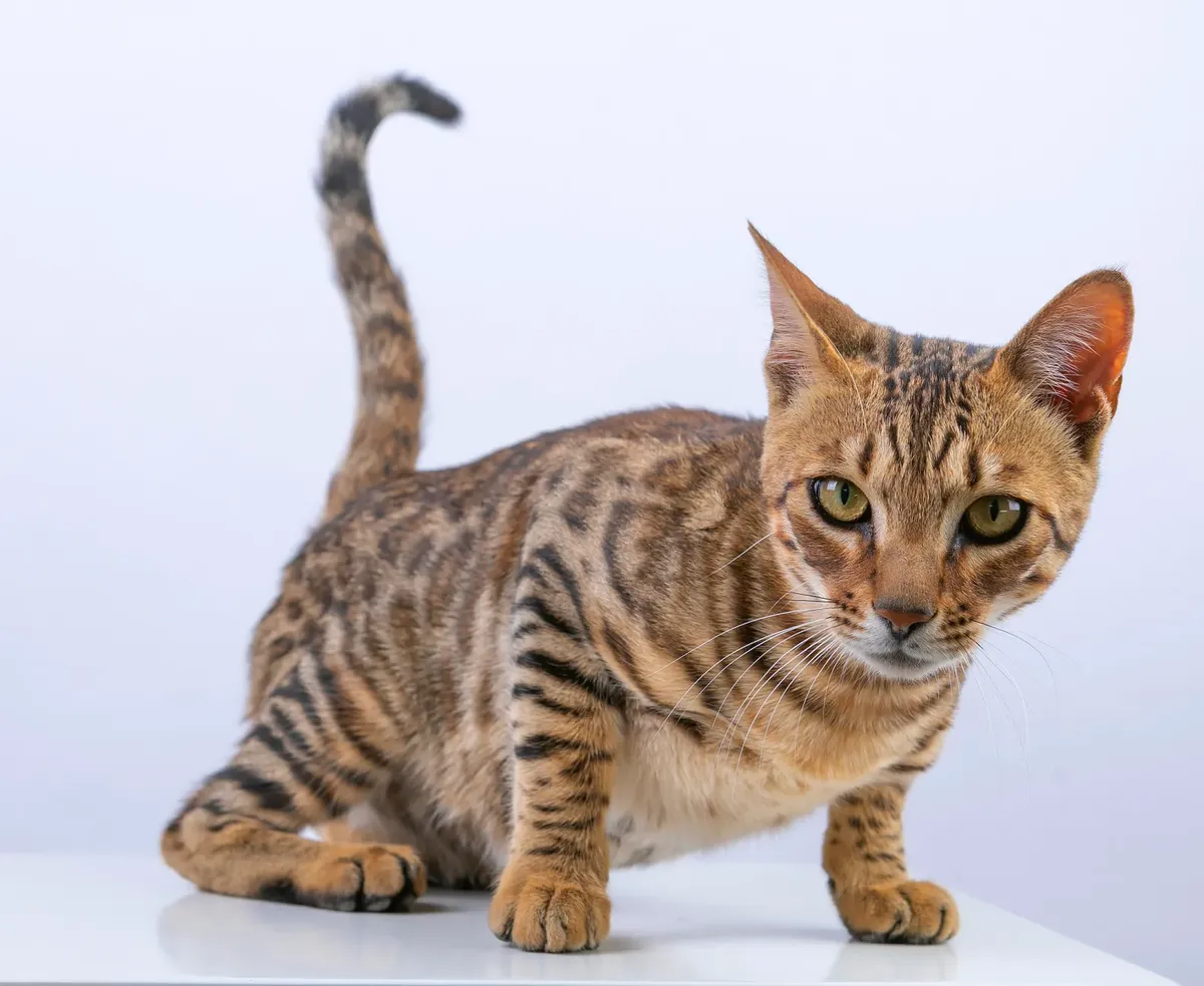 A Bengal cat poses curiously in a studio setting with a neutral background.