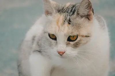 Gatti misti diversità genetica: la robustezza naturale dei felini