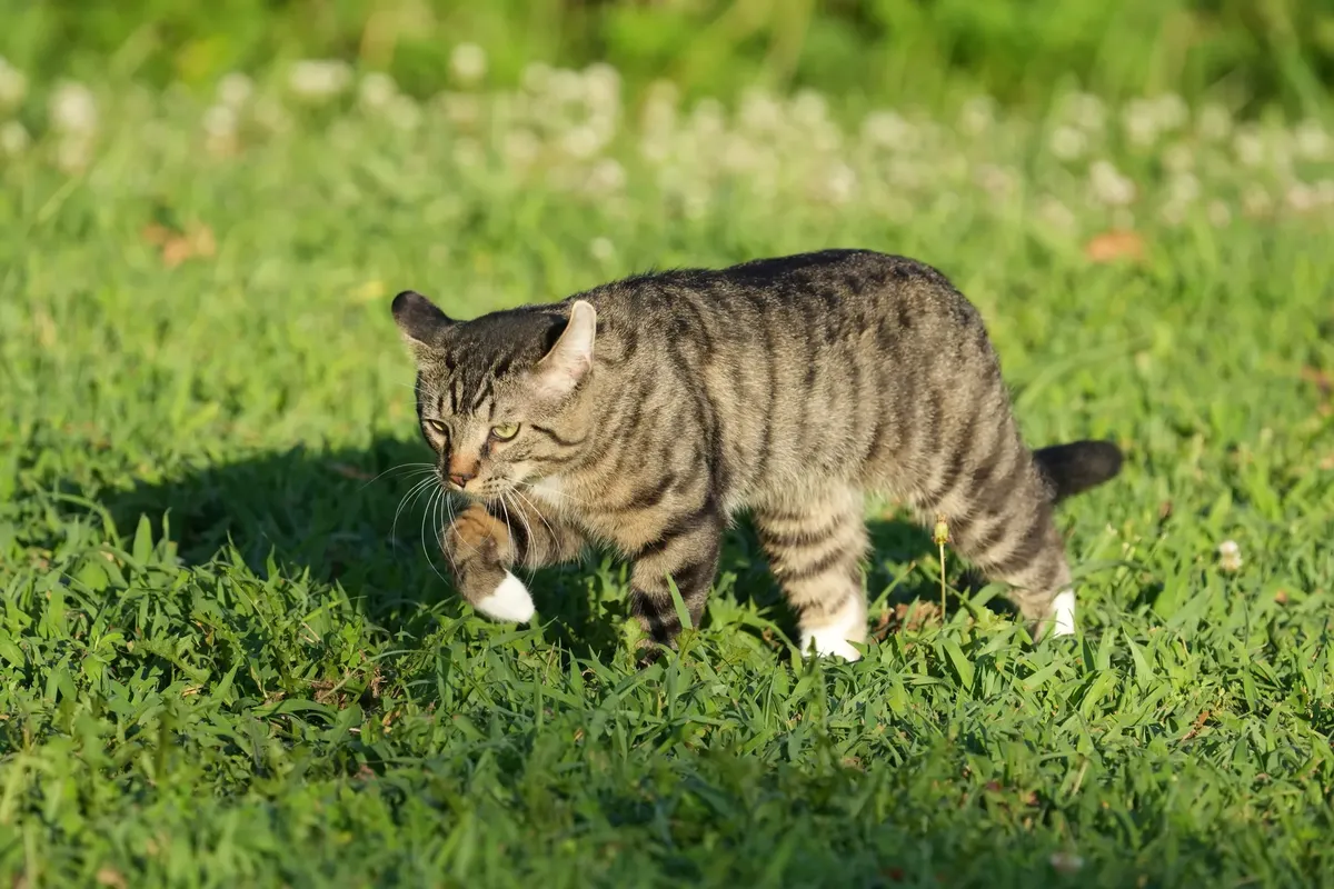 A striped tabby cat gracefully walks through a vibrant sunlit field, exuding calmness and curiosity.
