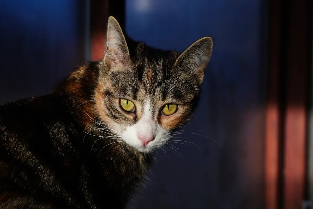 A striking close-up of a domestic cat with green eyes staring intently.