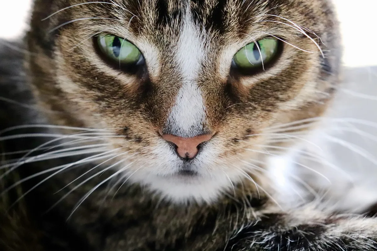 cat eyes, european shorthair, pet, cat, whiskers, cat face, domestic animal, nature, domestic cat, wildlife, animal