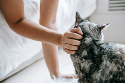 Katzenklo-Probleme? Fehlerbehebung durch sauberes Management