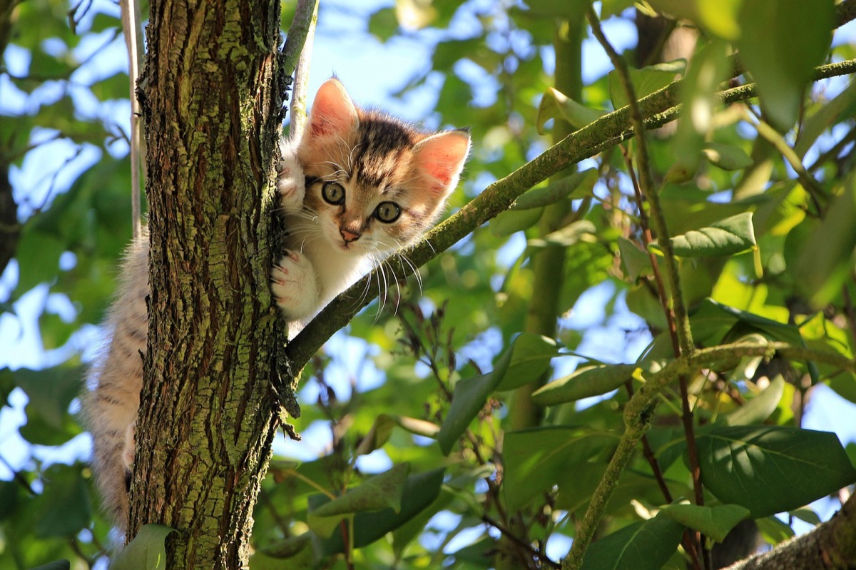 Katzen-Toilettenpflege, Wartungsvorgang