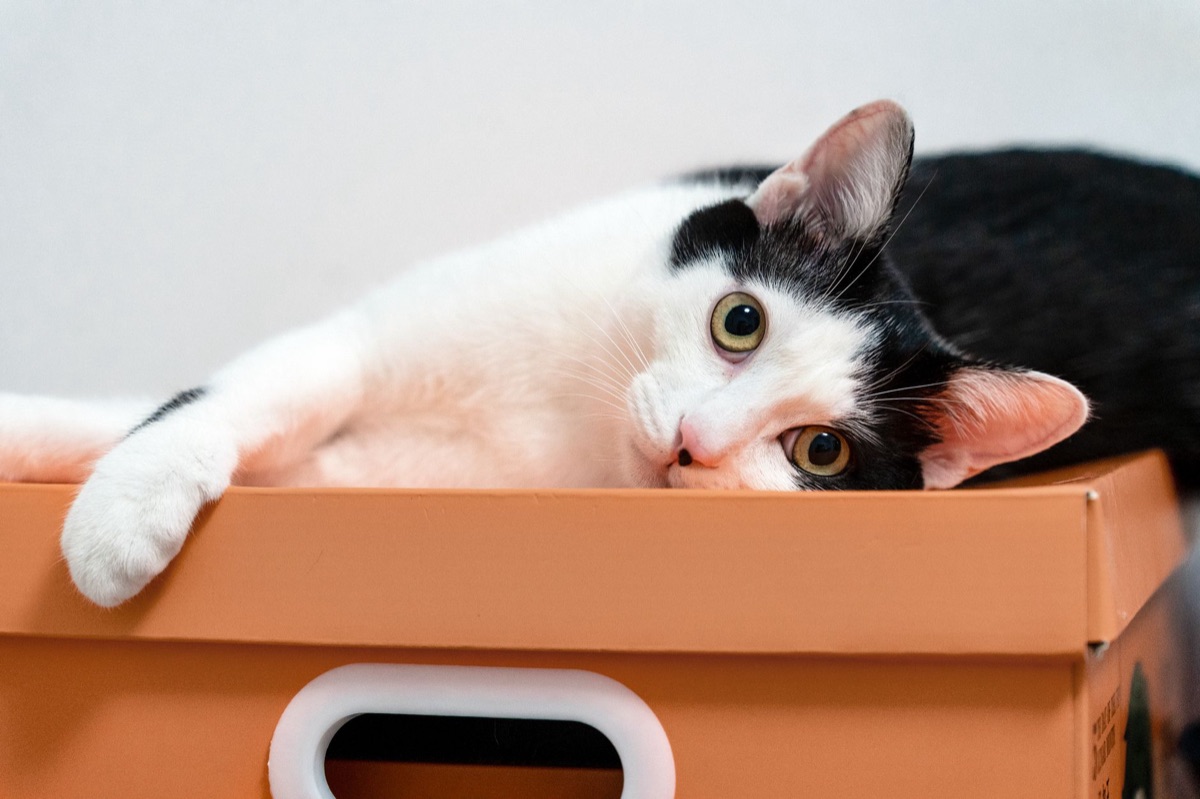 cuidado gato box