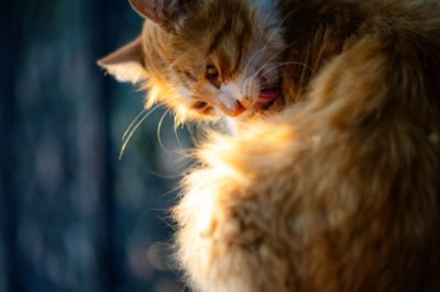 Litière chat : 8 règles pour un félin heureux et propre