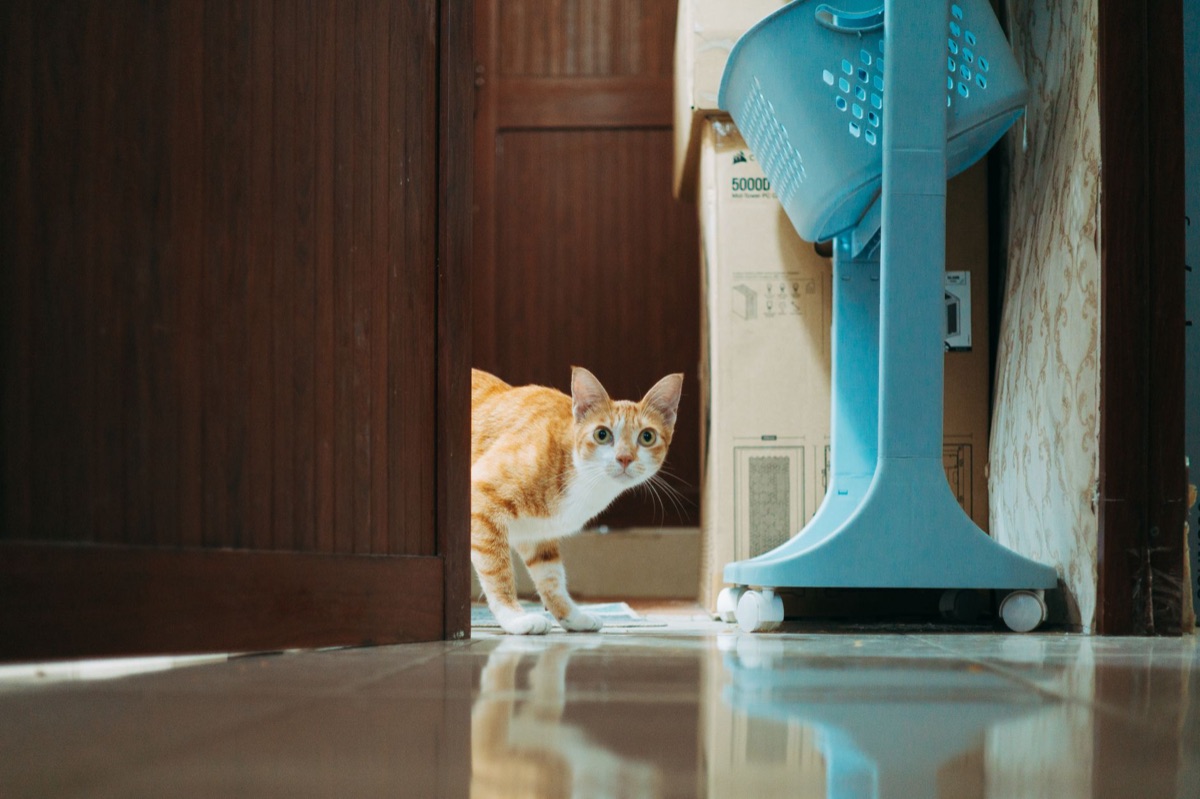 outils de nettoyage du litter box