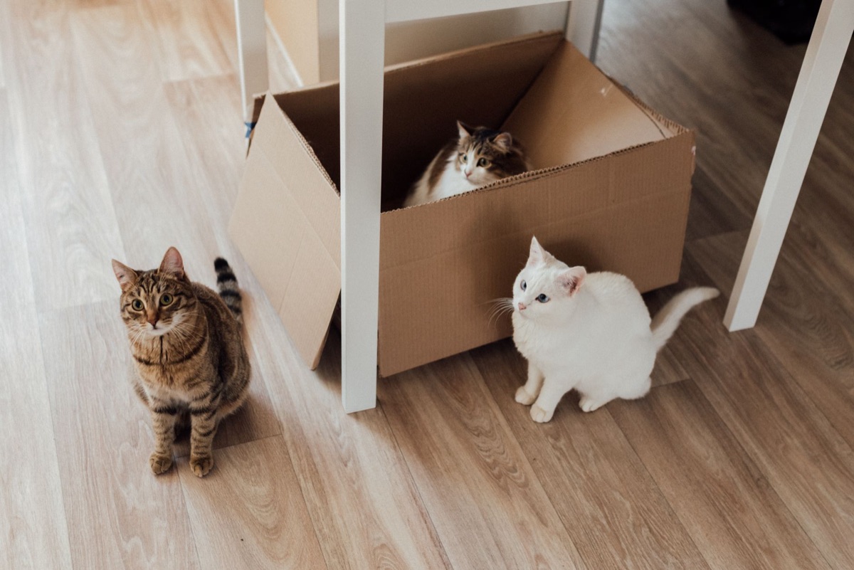 Strumenti per pulire il bagnetto gatto