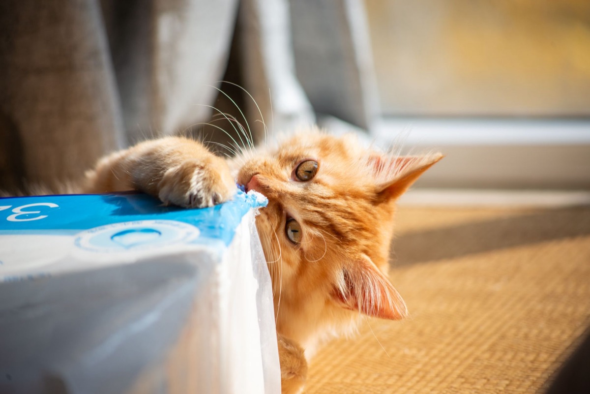 Consigli per la manutenzione del bagnetto gatto