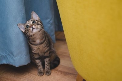 理想的な猫トイレ環境構築法：砂選びから設置場所までの全知識