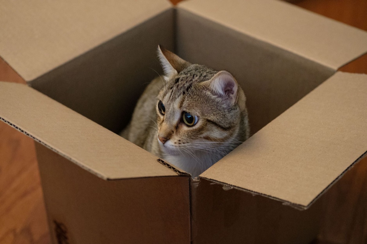 고양이 화장실 관리 방법