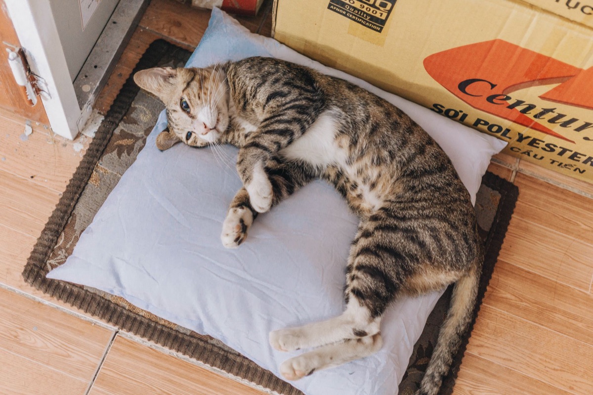 gato e areia limpa com água e esponja