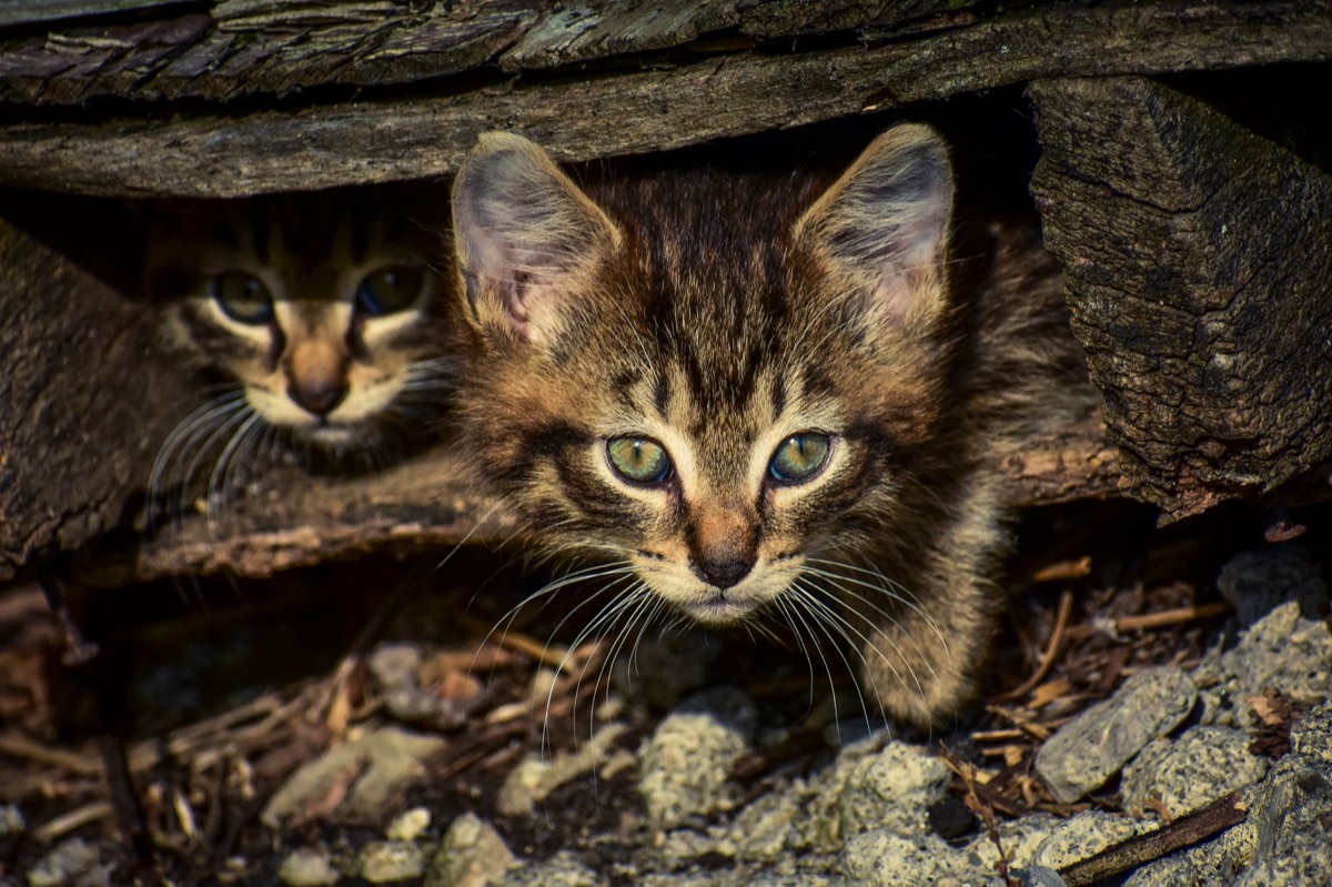 Cat outdoor shelter with natural elements