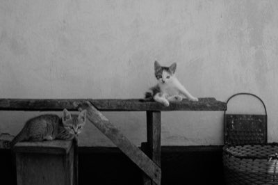 Gato: Diseña su hogar para el bienestar felino desde el inicio