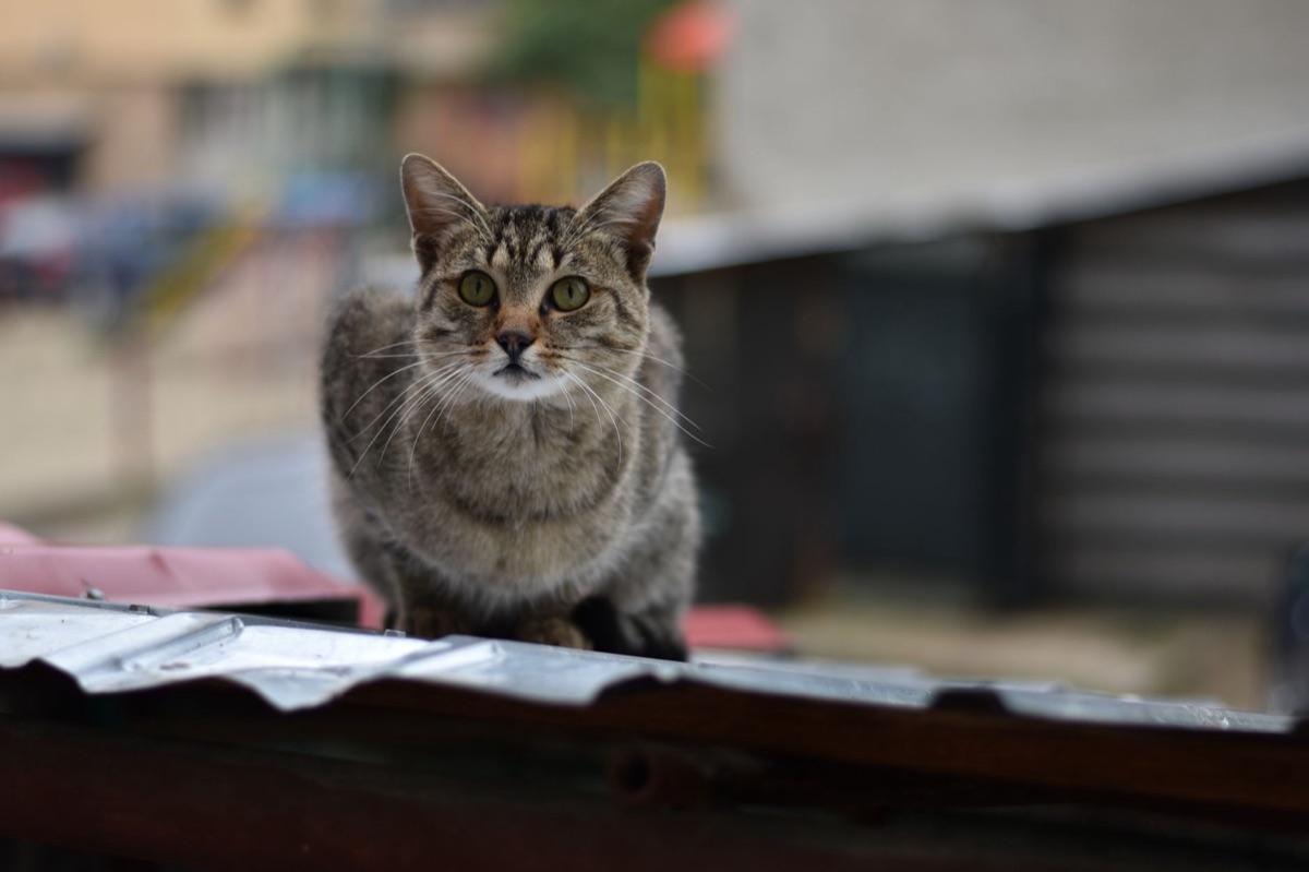 gato en entorno natural