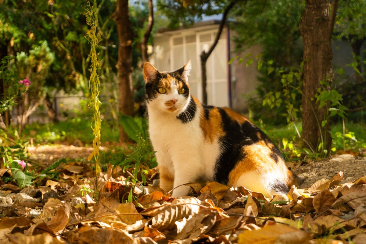 gatto in giardino esterno