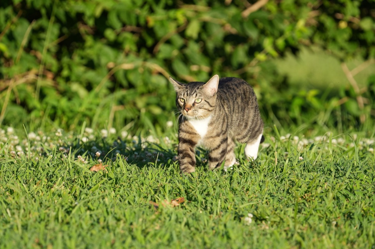 gatto in ambiente naturale
