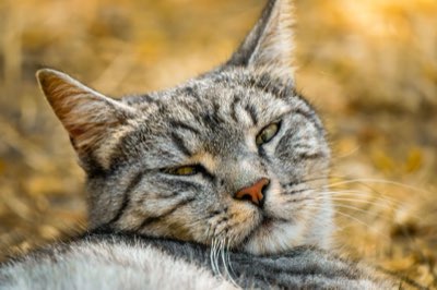 キャットタワーだけでは不十分 猫のライフサイクルを考慮した空間