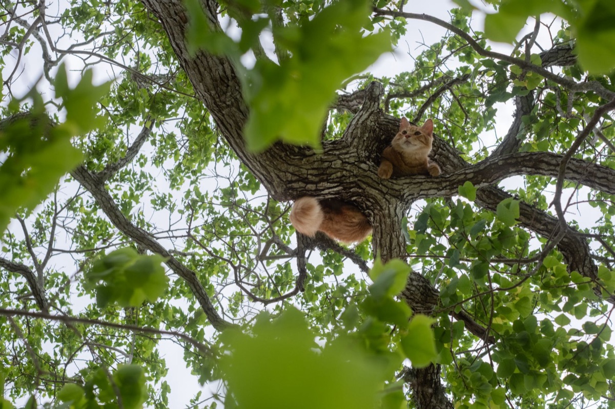 kattenhuis met natuurlijke boom