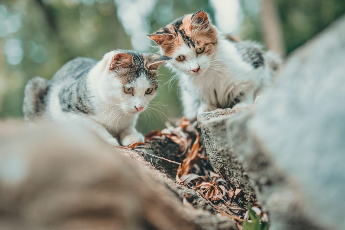 katten in natuurlijk outdoorgebied