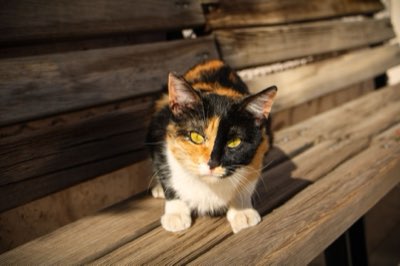 Ambiente Felino: Como Criar um Lar Perfeito para Seu Gato Agora