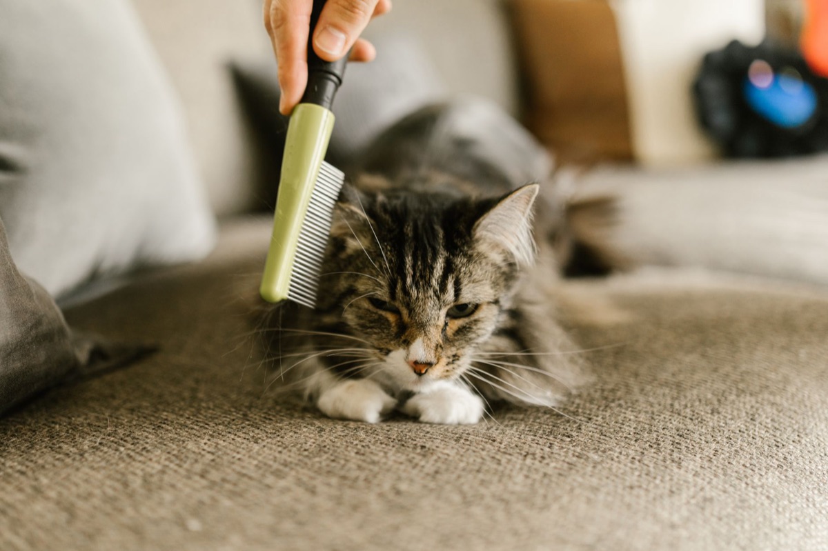 gato e dono em ambiente doméstico
