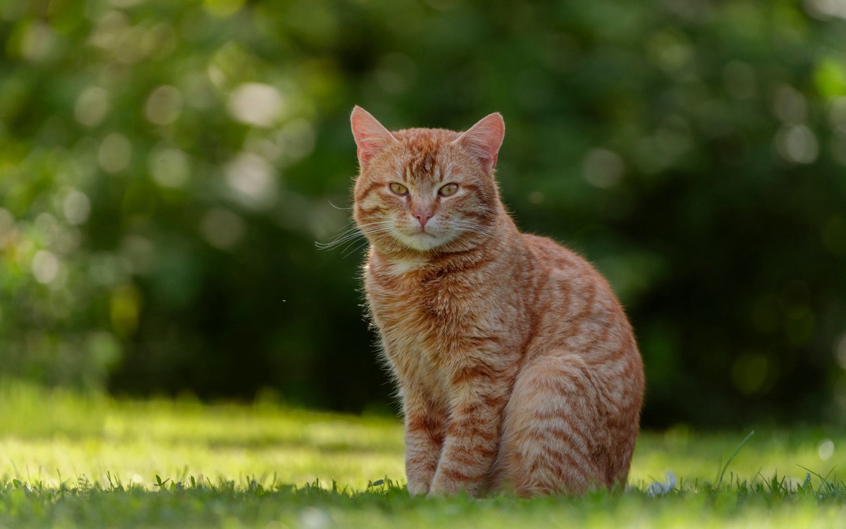 gato em ambiente natural